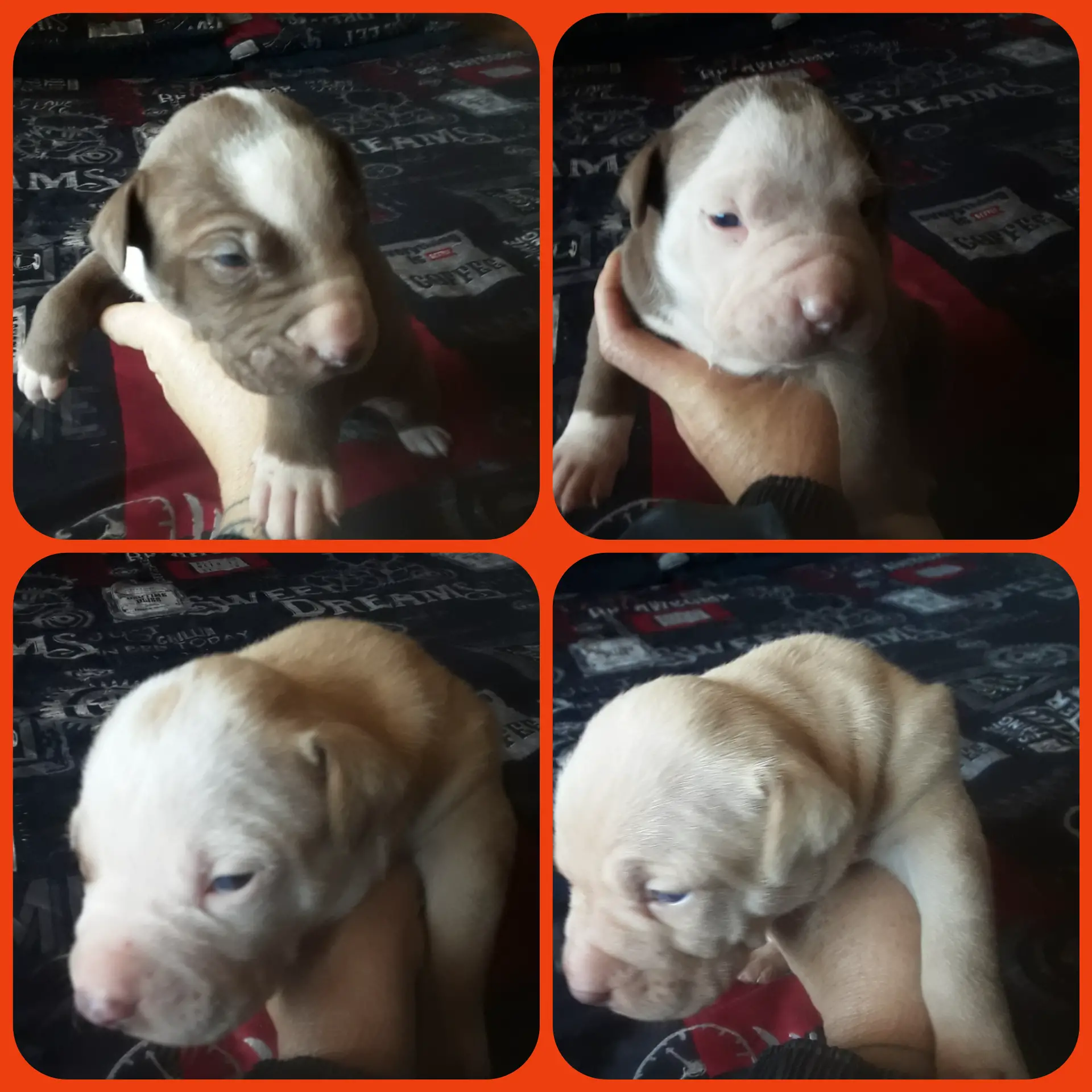 Pitbull Puppies in East Rand (08/08/2021)