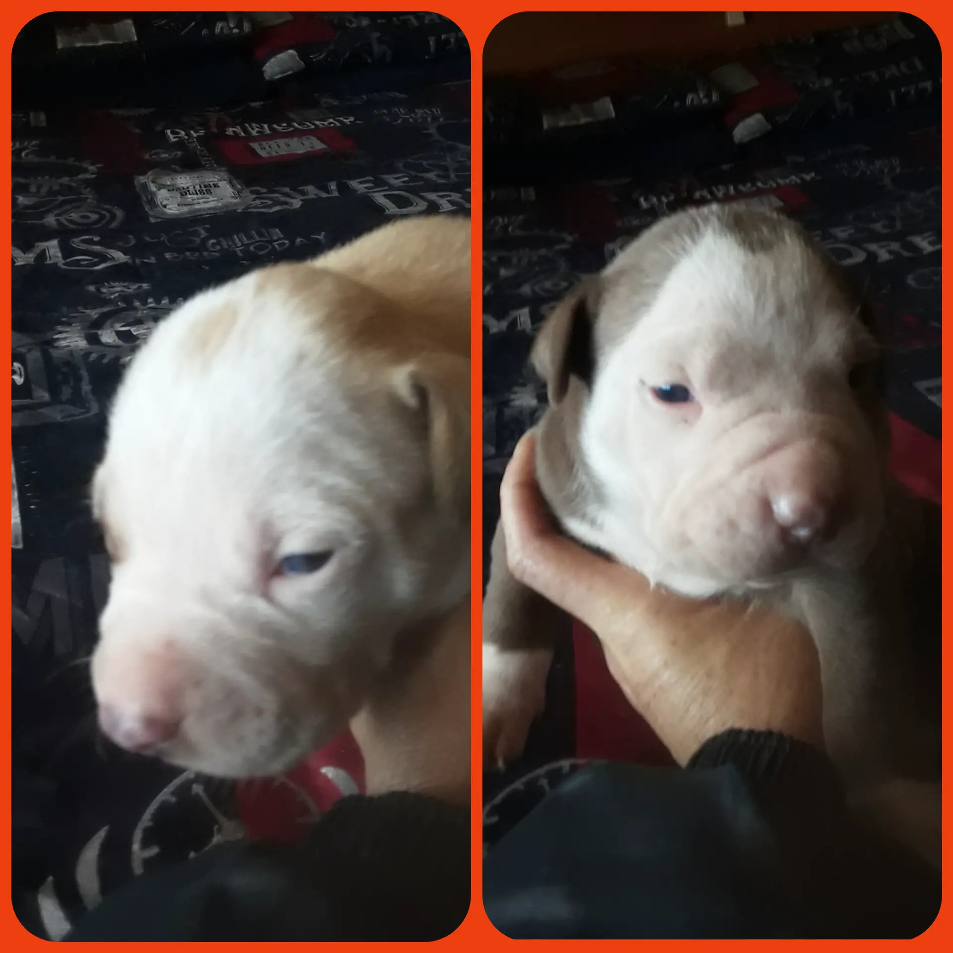 Pitbull Puppies in East Rand (11/08/2021)