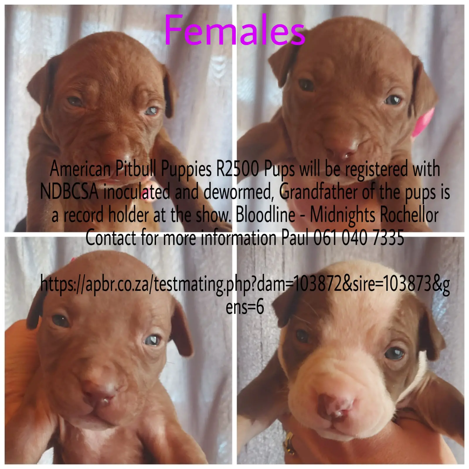 Pitbull Puppies in Johannesburg (12/08/2021)