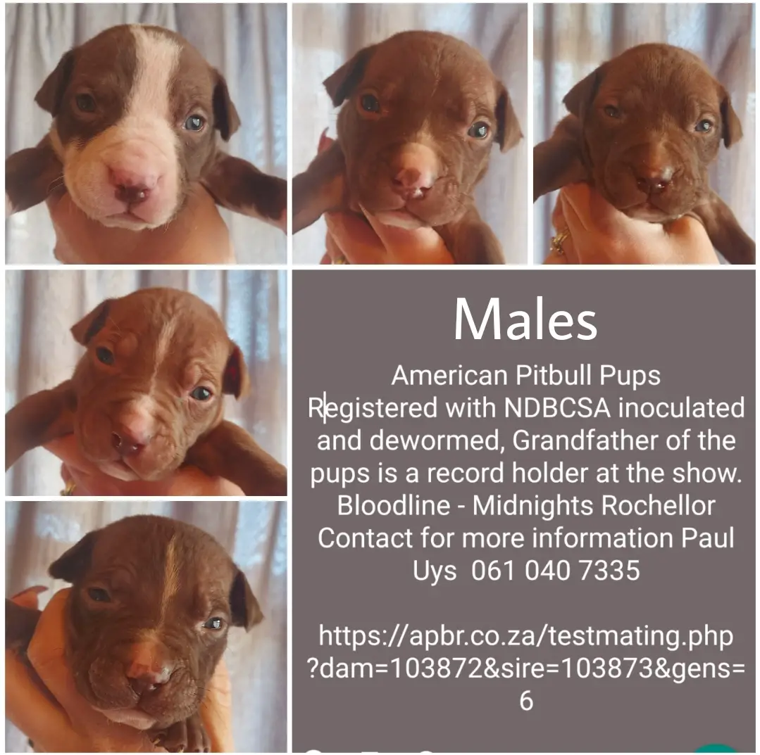 Pitbull Puppies in Johannesburg (12/08/2021)
