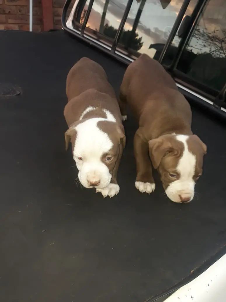 Pitbull Puppies in Pretoria (09/08/2021)