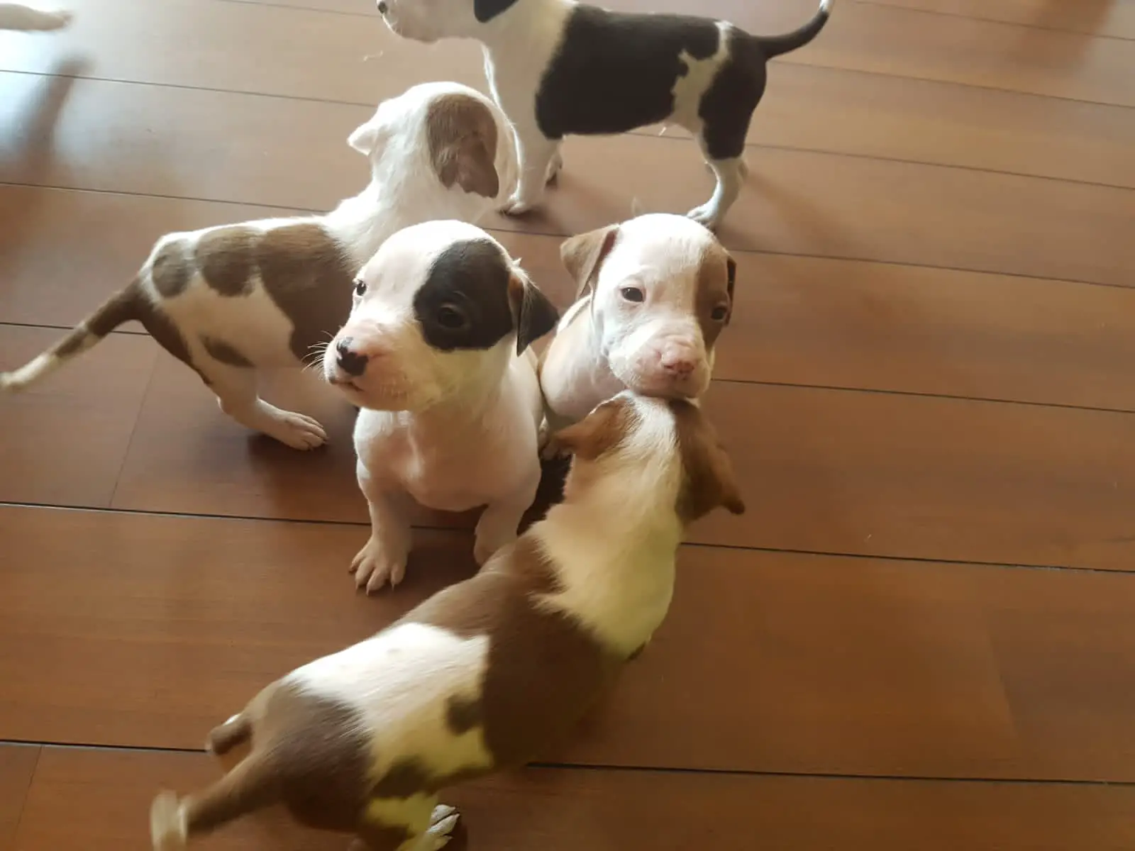 Pitbull Puppies in Johannesburg (16/08/2021)