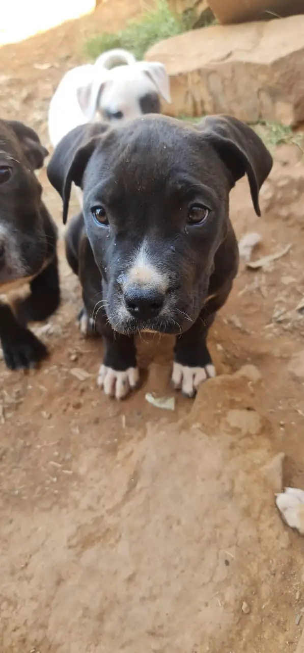 Pitbull Puppies in Pretoria (21/08/2021)