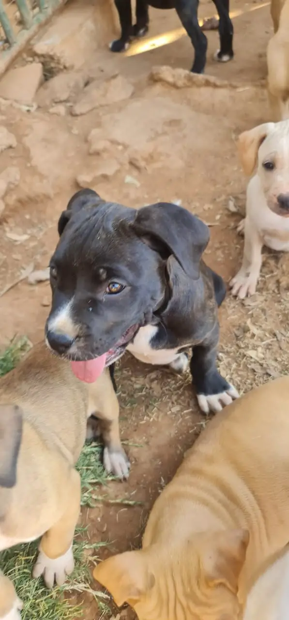 Pitbull Puppies in Pretoria (23/08/2021)