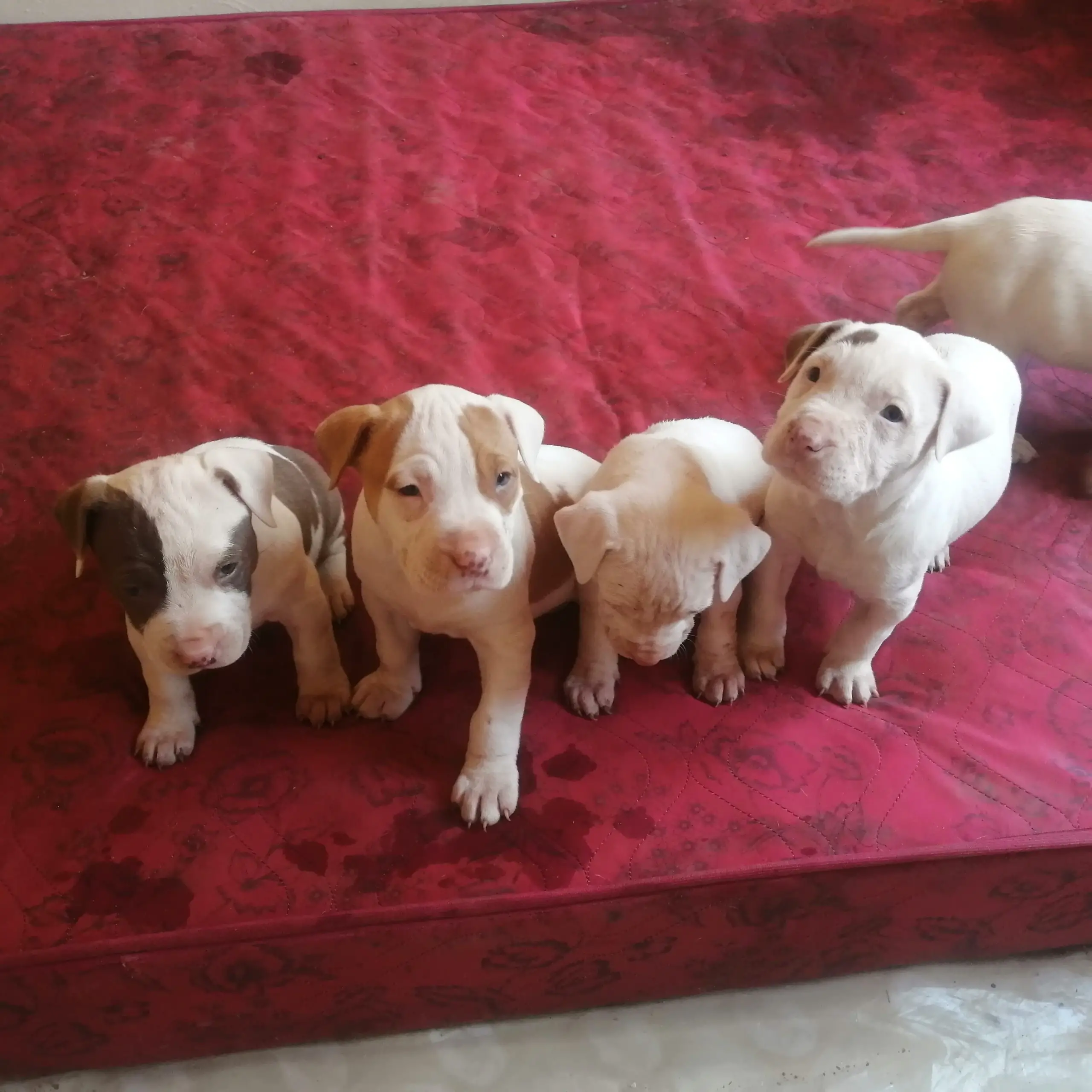 Pitbull Puppies in Johannesburg (04/08/2021)