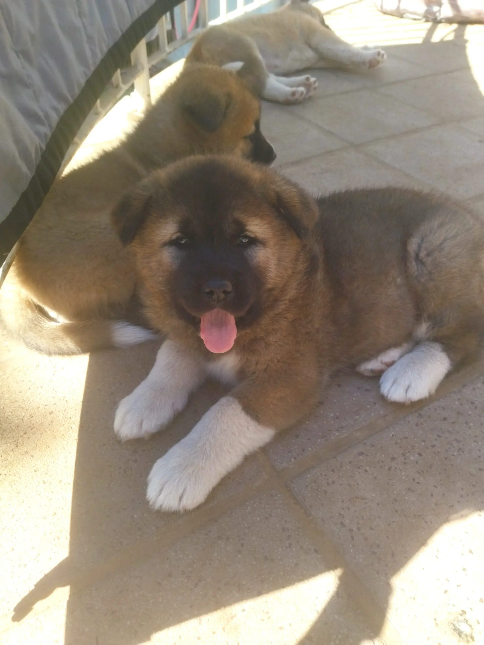 Other Puppies in East Rand (14/08/2021)