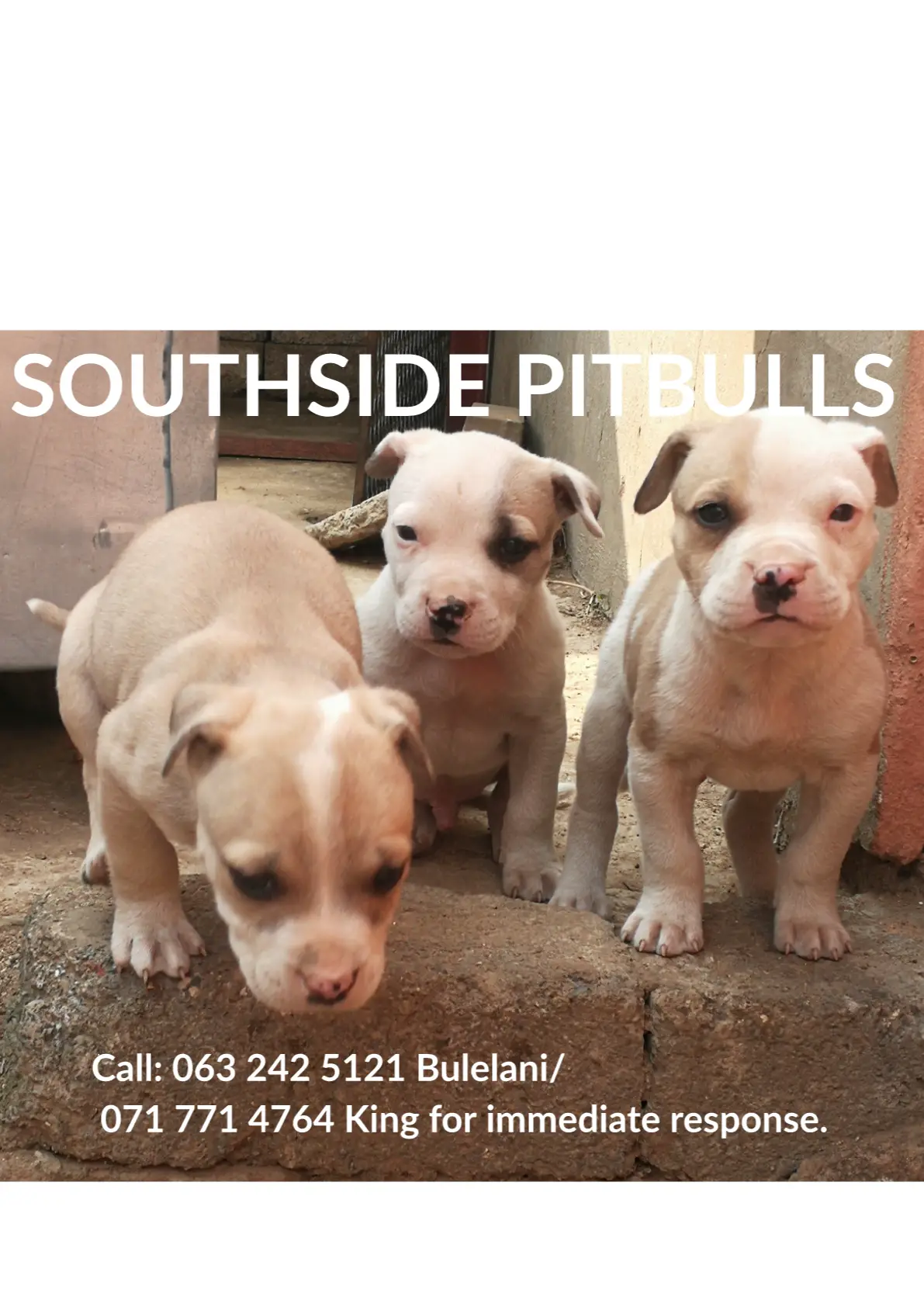 Pitbull Puppies in Johannesburg (25/08/2021)