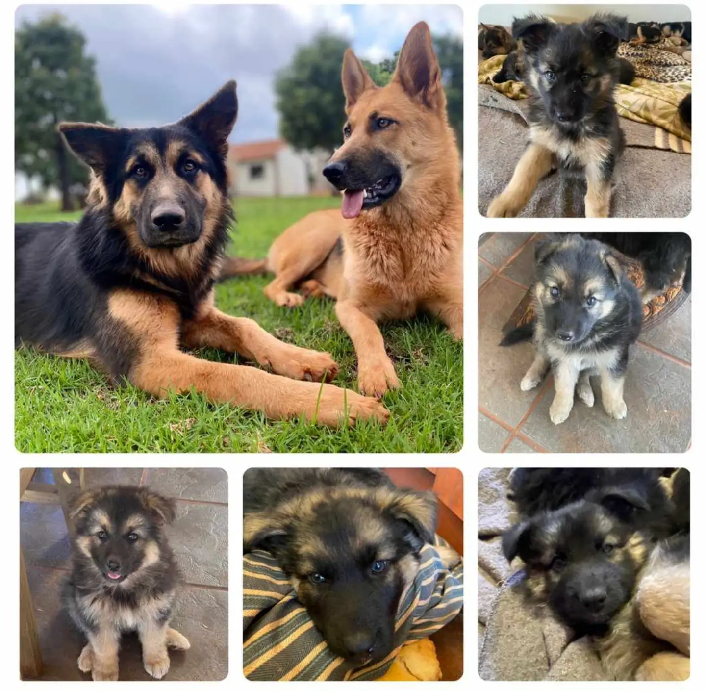 German Sheperd Puppies in Pretoria (02/08/2021)