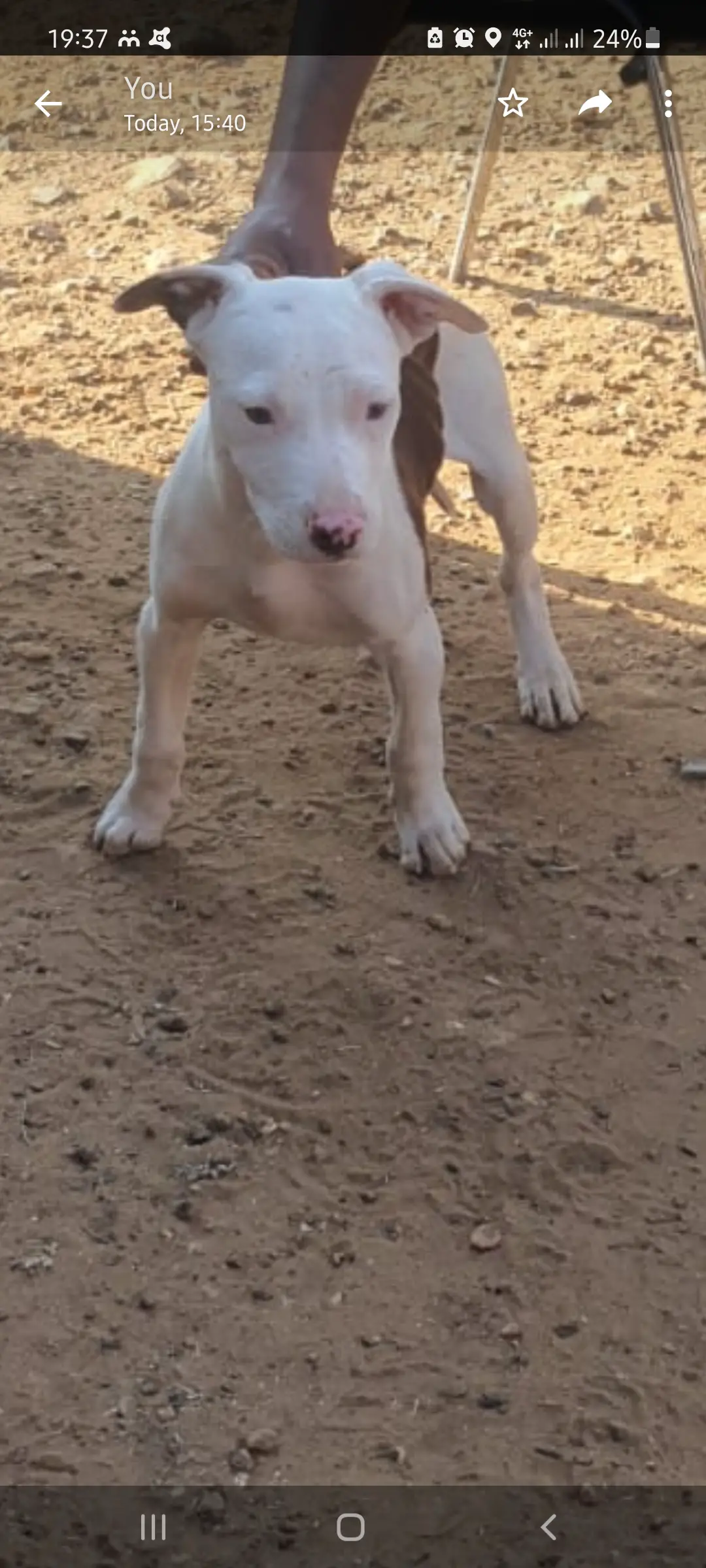 Pitbull Puppies in Johannesburg (01/08/2021)