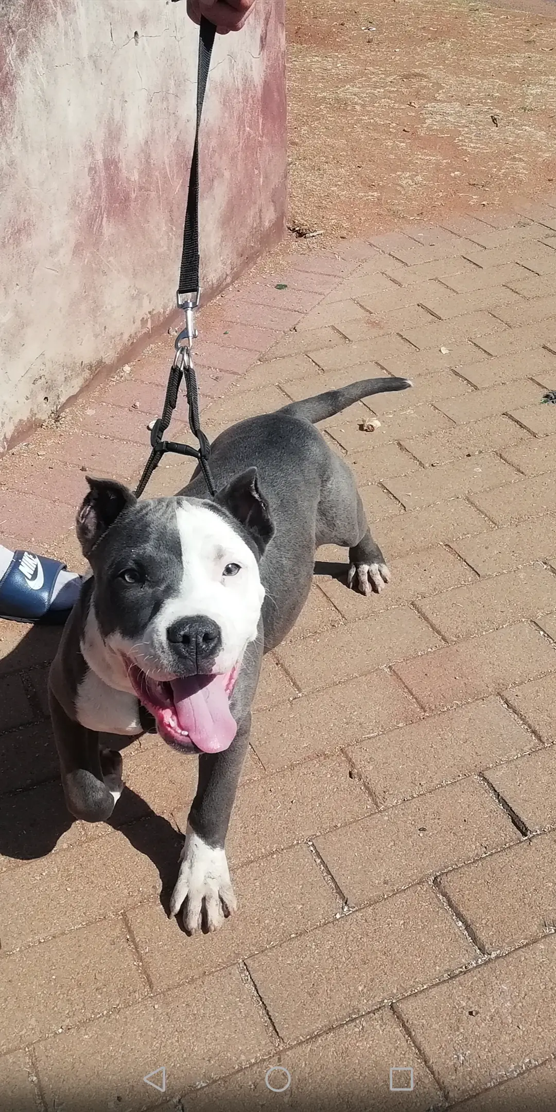 Pitbull Puppies in Johannesburg (08/08/2021)