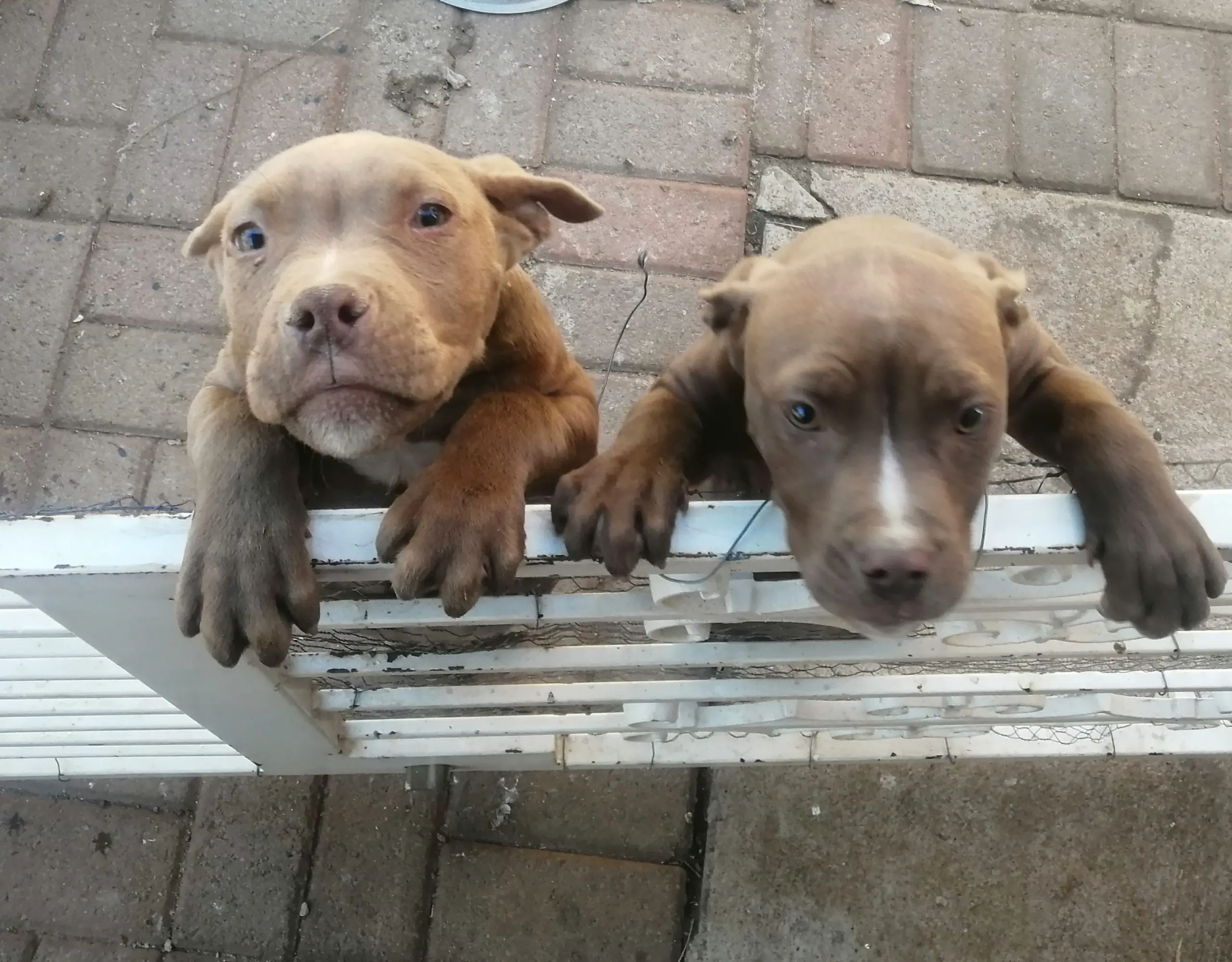 Pitbull Puppies in Klerksdorp (02/08/2021)