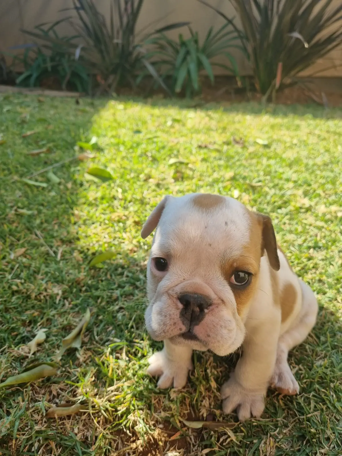 Bulldog Puppies in Johannesburg (18/08/2021)