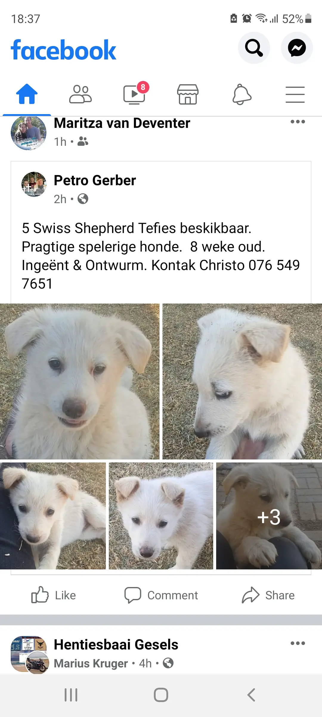 German Sheperd Puppies in Vereeniging (01/08/2021)