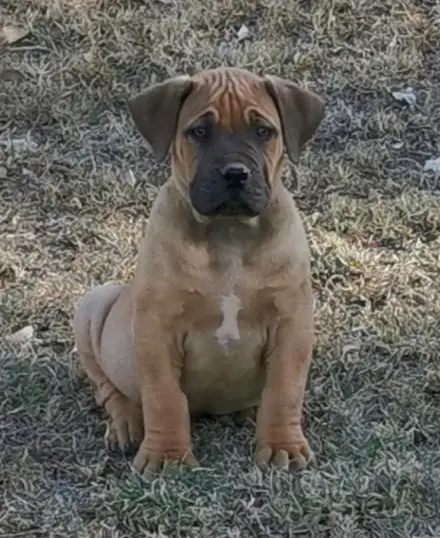 Boerboel Puppies in Other (29/08/2021)