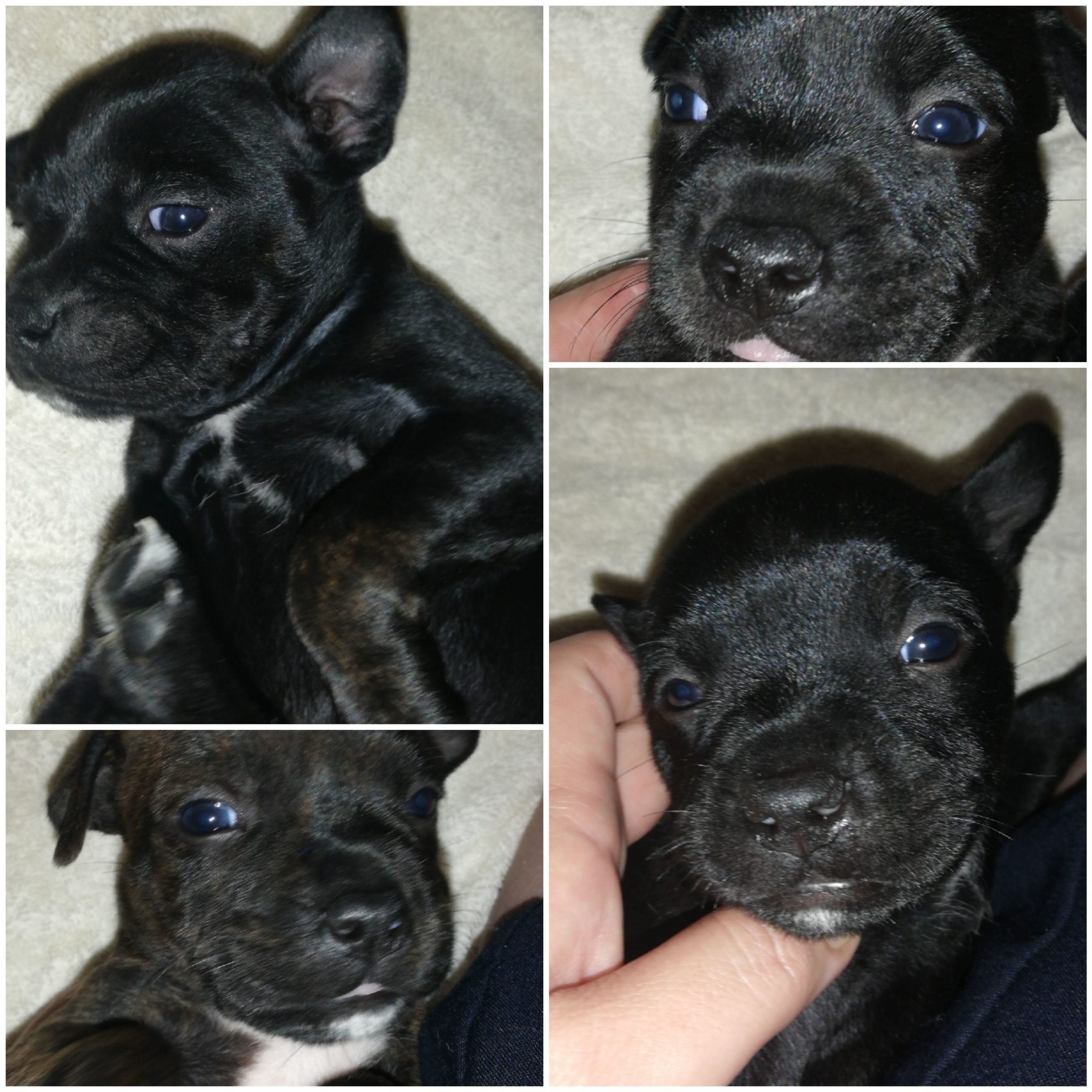 Staffie Puppies in Pretoria (09/09/2021)