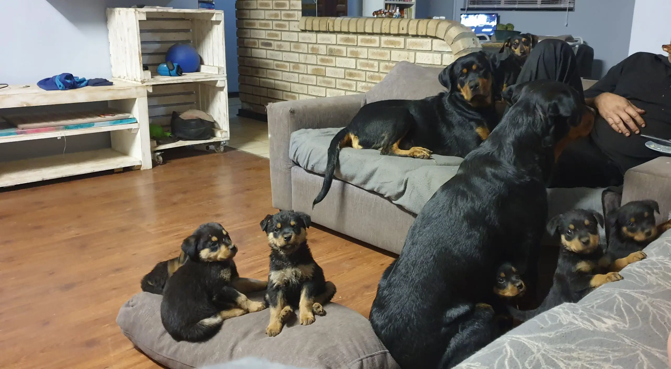 Rottweiler Puppies in East Rand (22/09/2021)