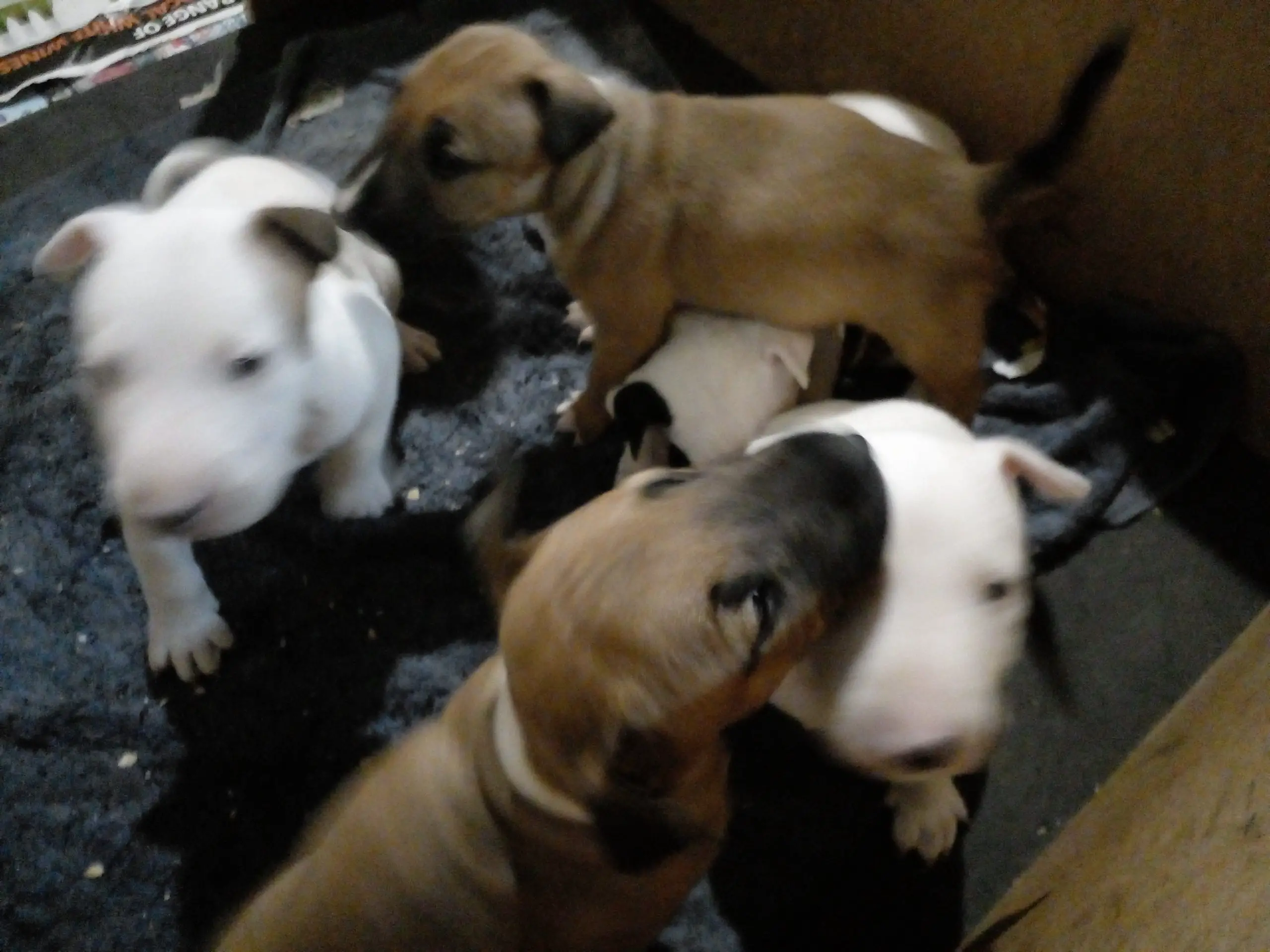 Bull Terrier Puppies in East Rand (29/09/2021)