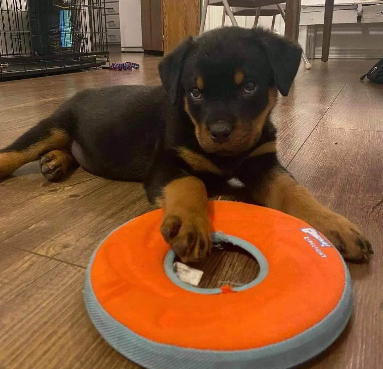 Rottweiler Puppies in Johannesburg (28/09/2021)