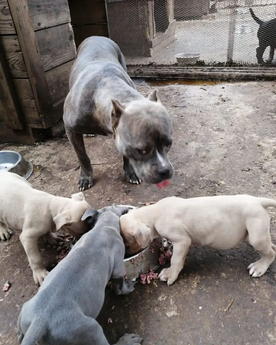 Pitbull Puppies in Johannesburg (07/09/2021)