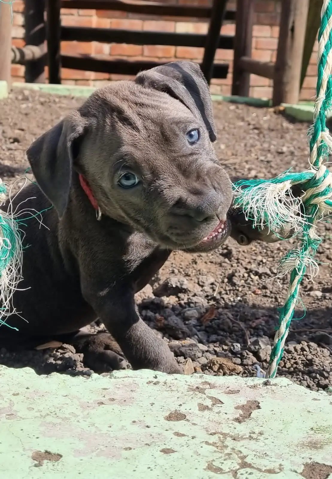 Pitbull Puppies in Bloemfontein (26/09/2021)