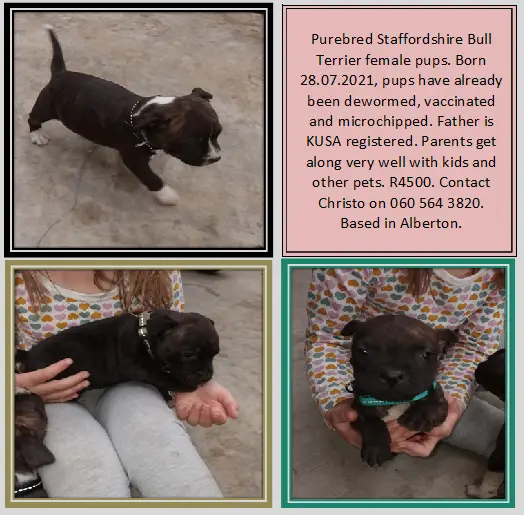 Staffie Puppies in East Rand (15/09/2021)