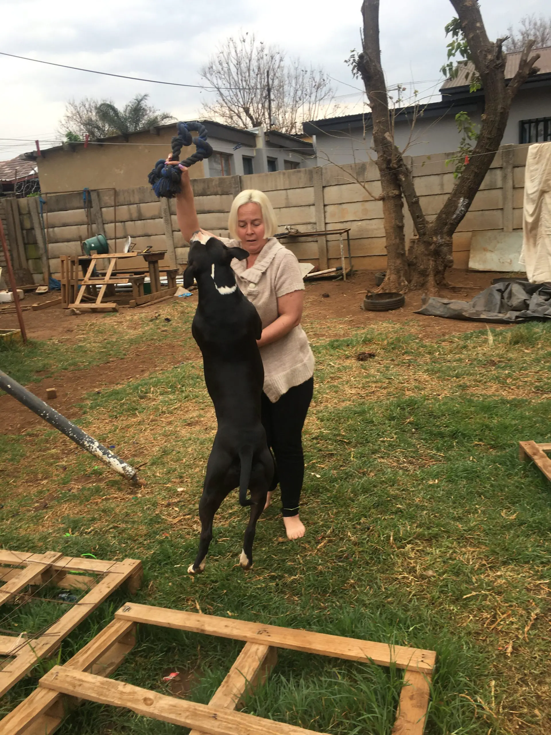 Pitbull Puppies in Pretoria (01/09/2021)