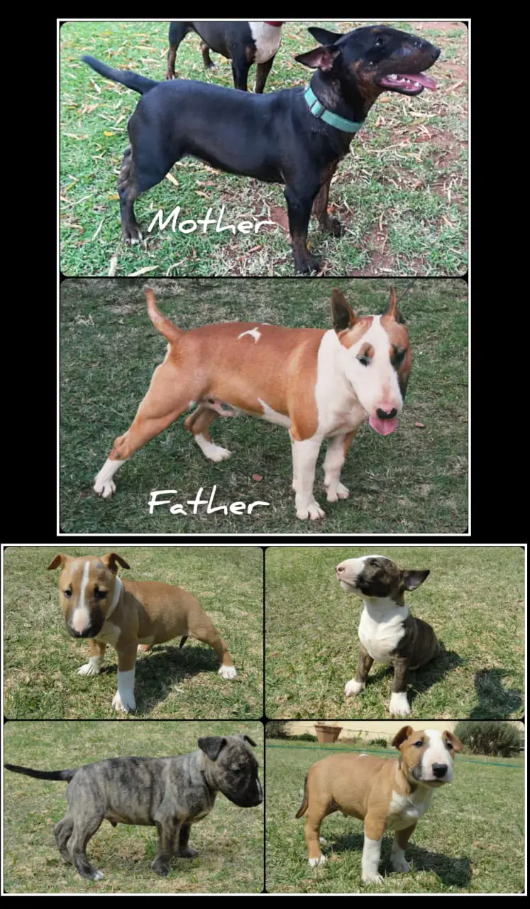 Bull Terrier Puppies in Kwazulu Natal (05/09/2021)