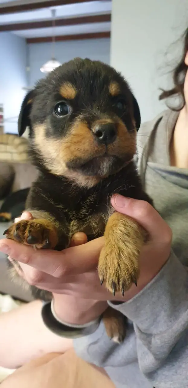 Rottweiler Puppies in East Rand (18/09/2021)