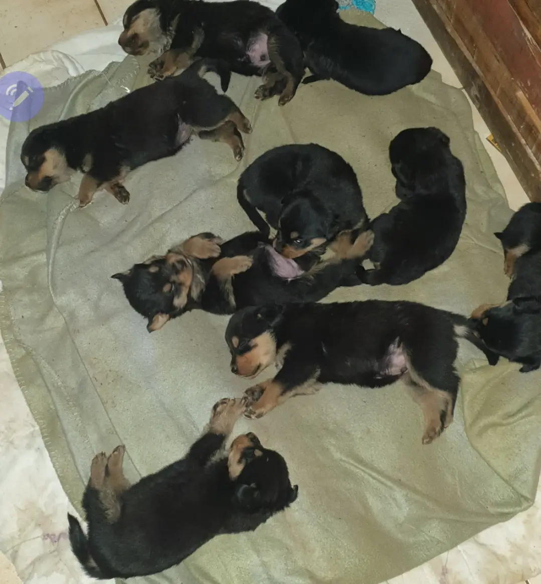 Rottweiler Puppies in East Rand (12/09/2021)