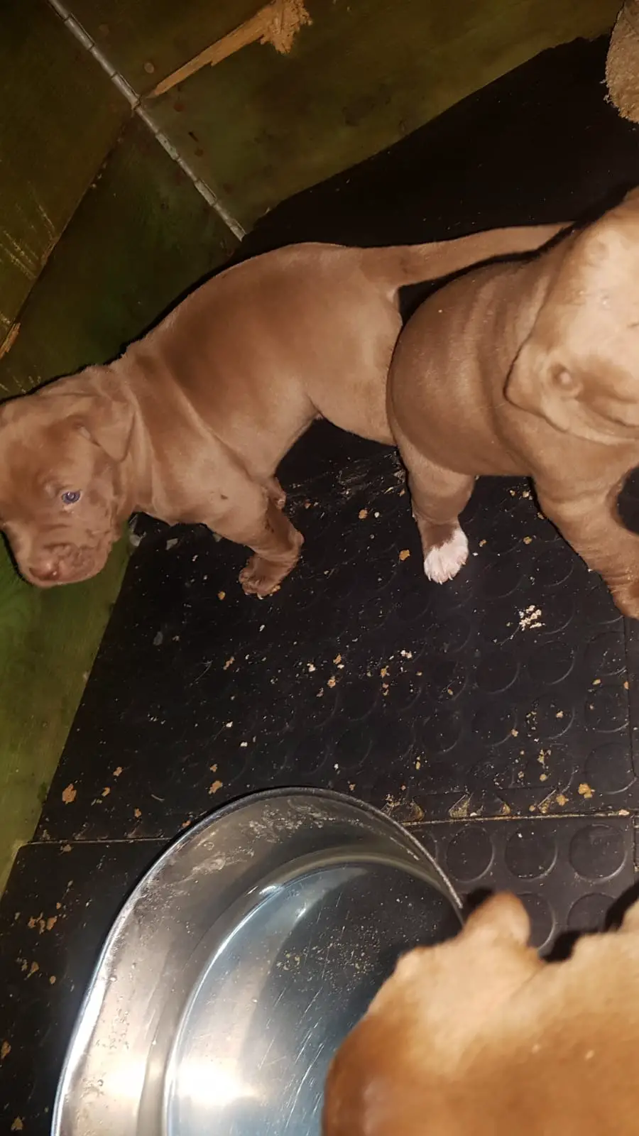 Pitbull Puppies in Johannesburg (21/09/2021)