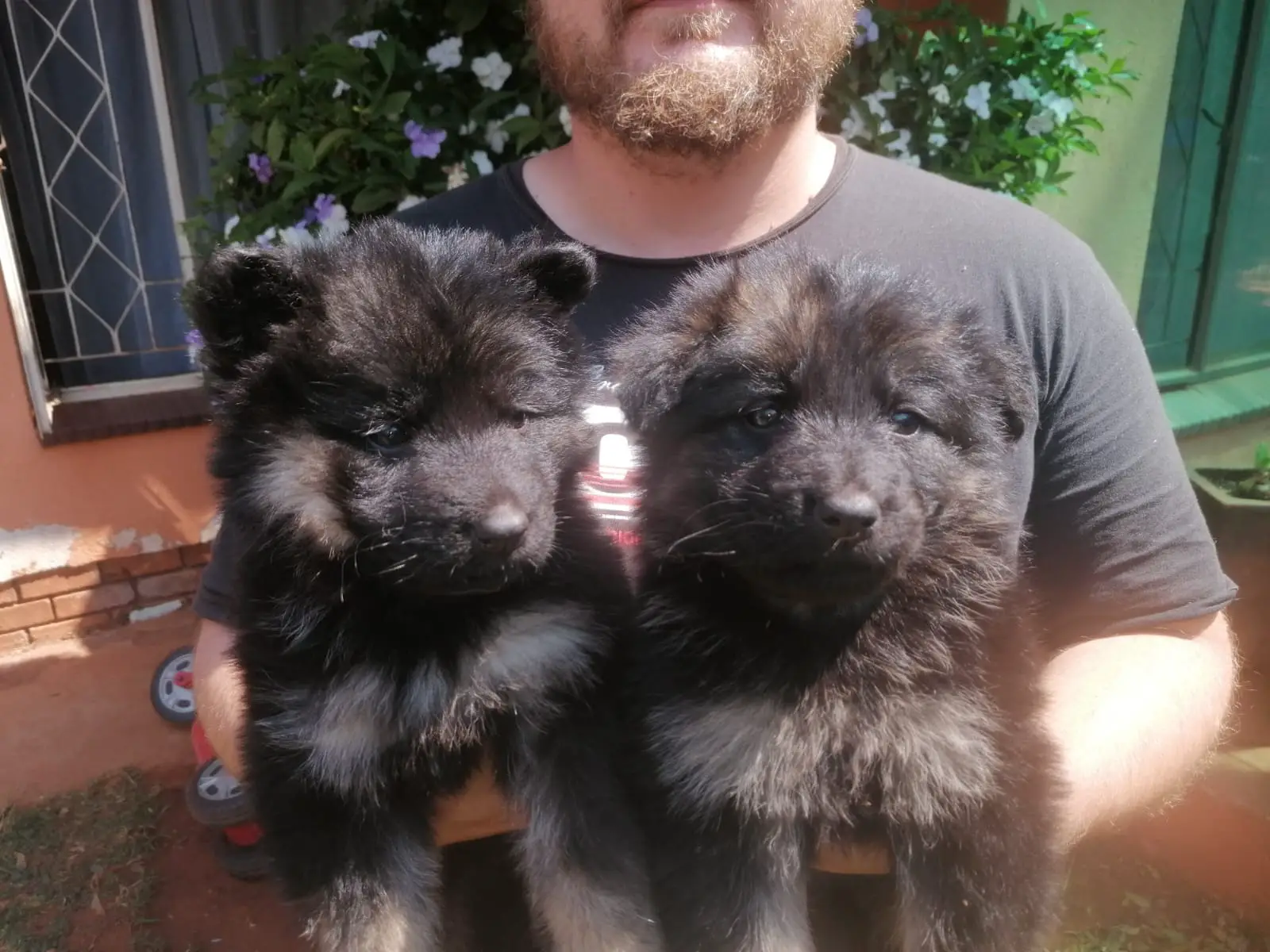 German Sheperd Puppies in Johannesburg (24/09/2021)
