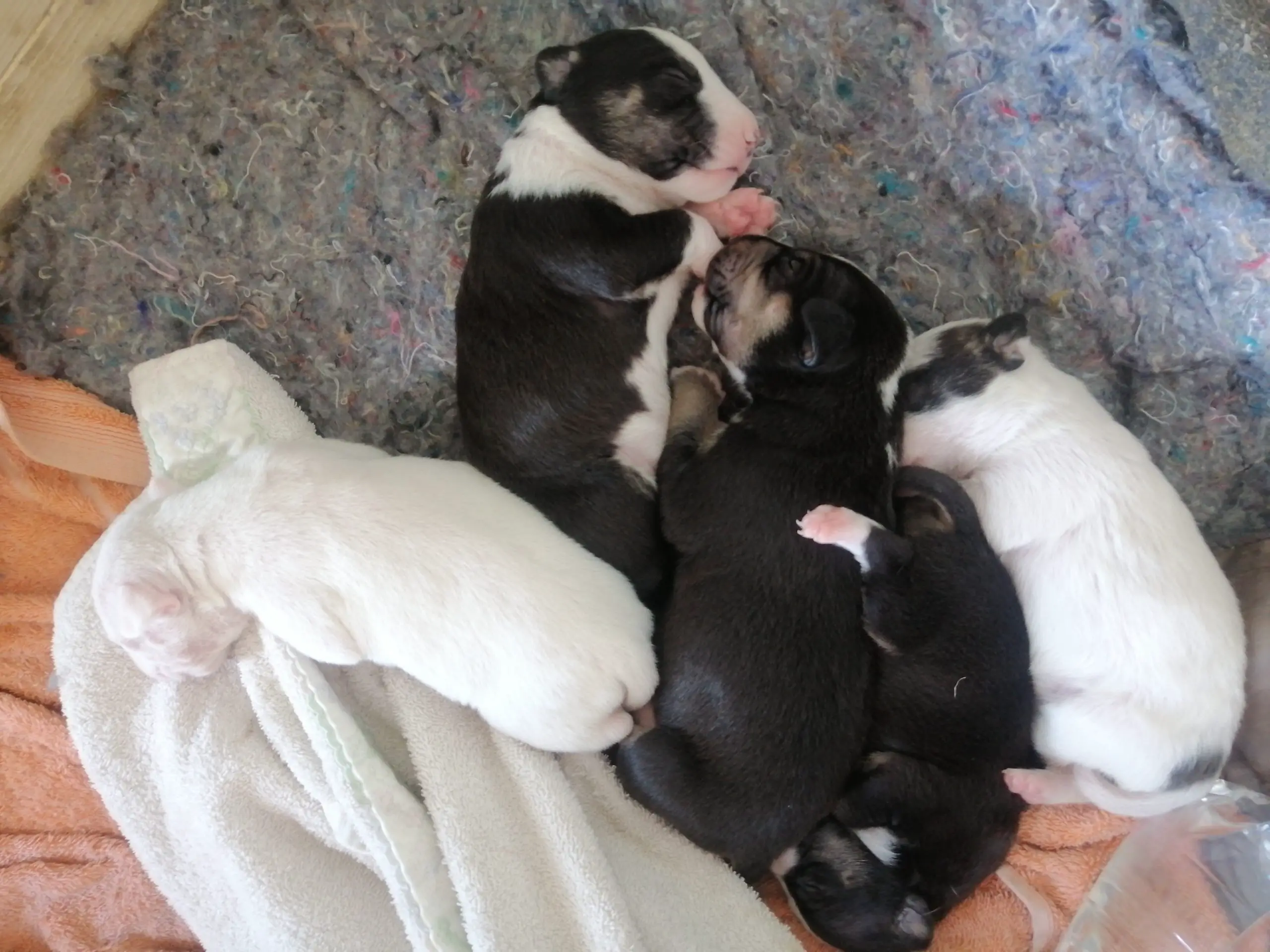 Bull Terrier Puppies in Cape Town (09/09/2021)