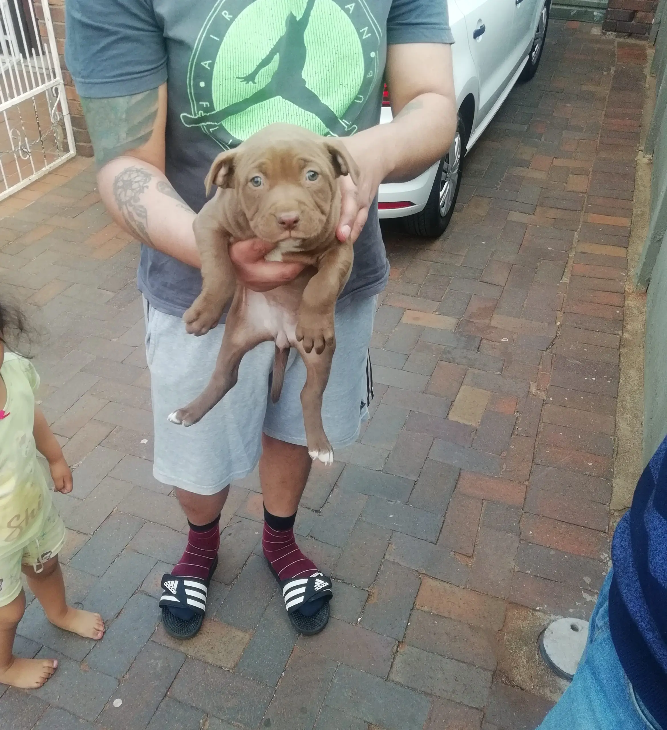 Pitbull Puppies in Johannesburg (28/09/2021)