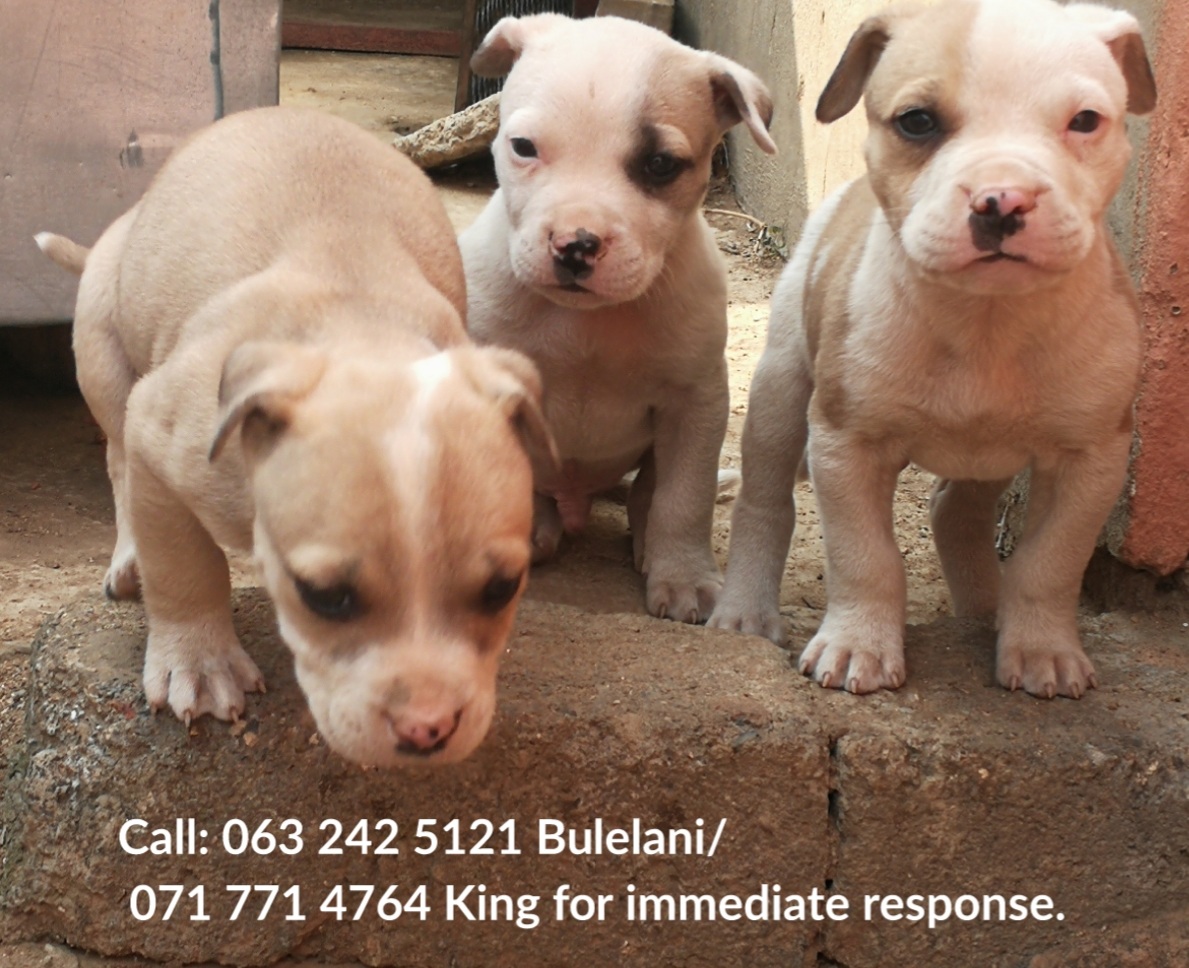 Pitbull Puppies in Johannesburg (01/09/2021)