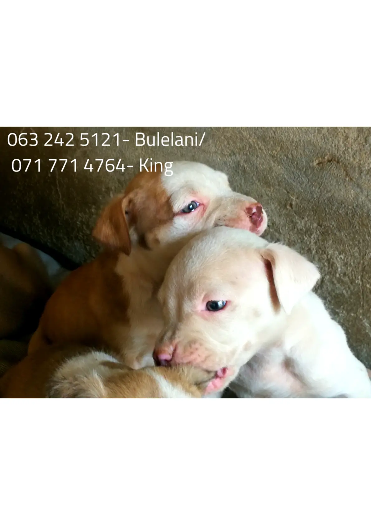Pitbull Puppies in Johannesburg (05/09/2021)