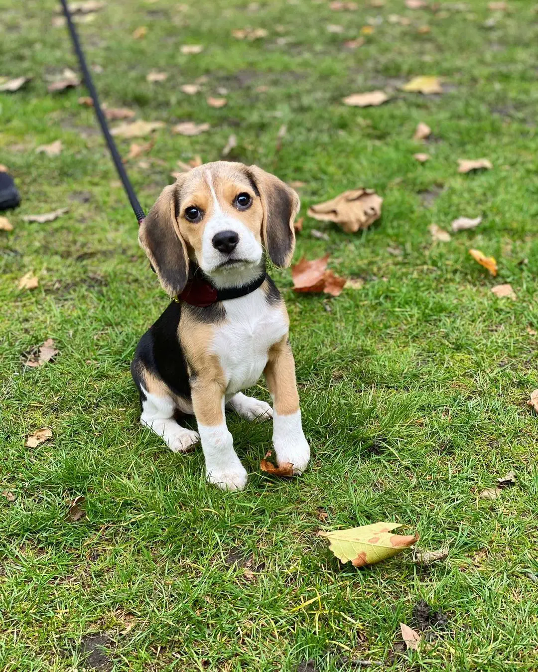 Beagle Puppies in Cape Town (20/09/2021)