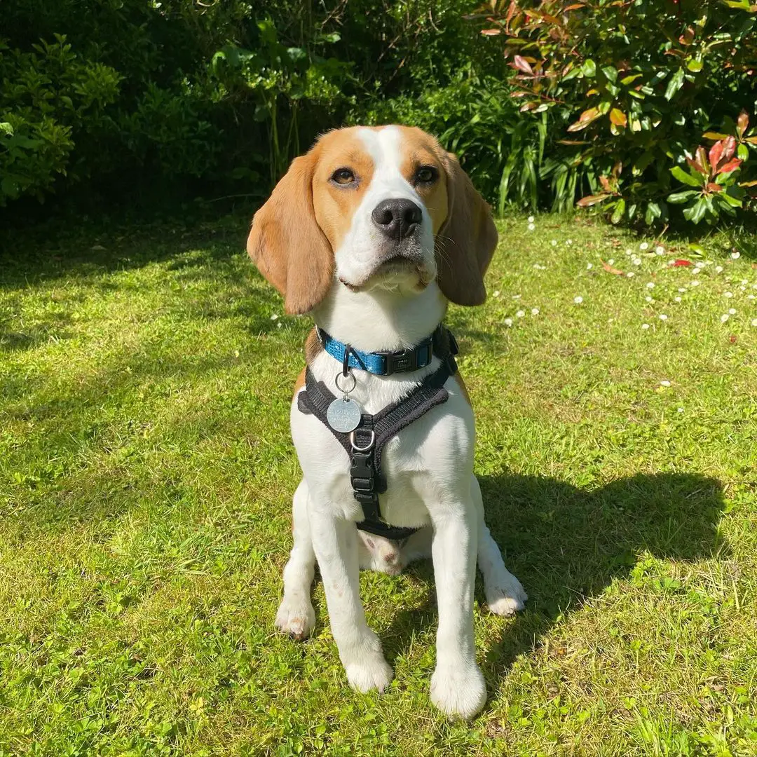 Beagle Puppies in Rayton (20/09/2021)