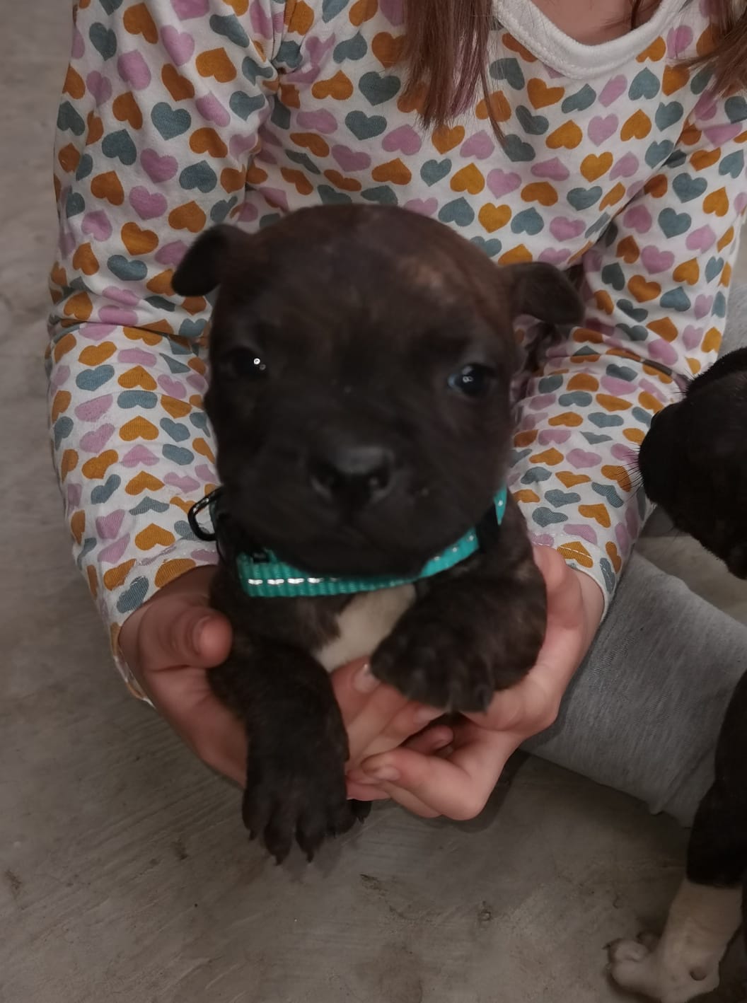 Staffie Puppies in Other (20/09/2021)