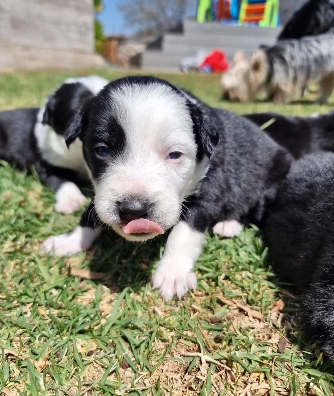 Other Puppies in Johannesburg (22/09/2021)