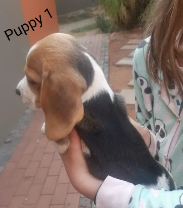 Beagle Puppies in Pretoria (21/09/2021)