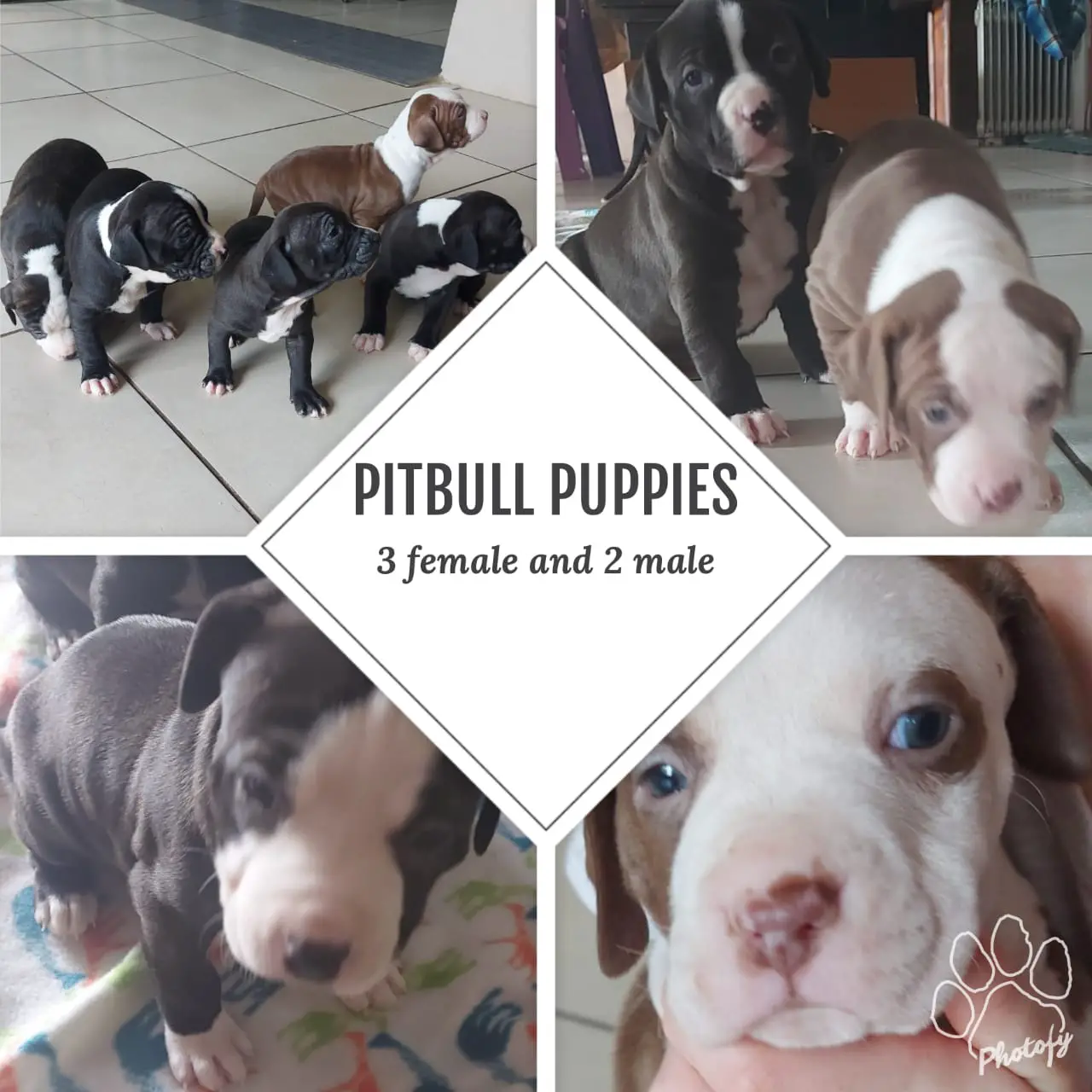 Pitbull Puppies in Johannesburg (22/09/2021)