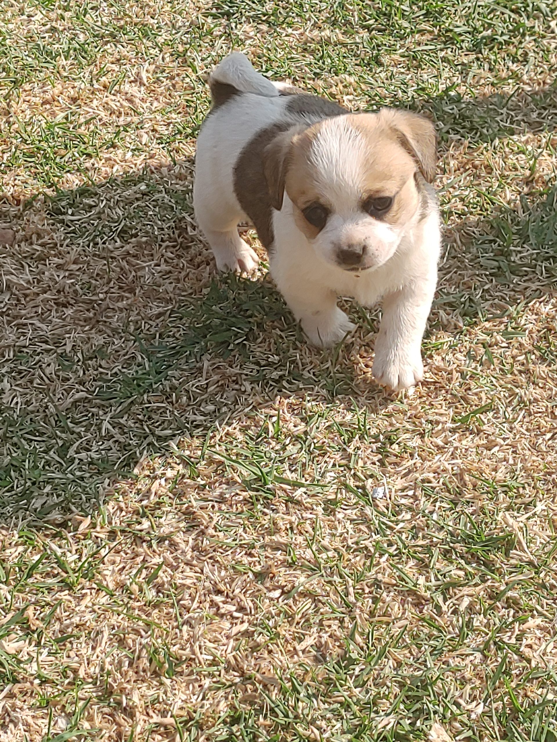 Jack Russell Puppies in Pretoria (26/09/2021)