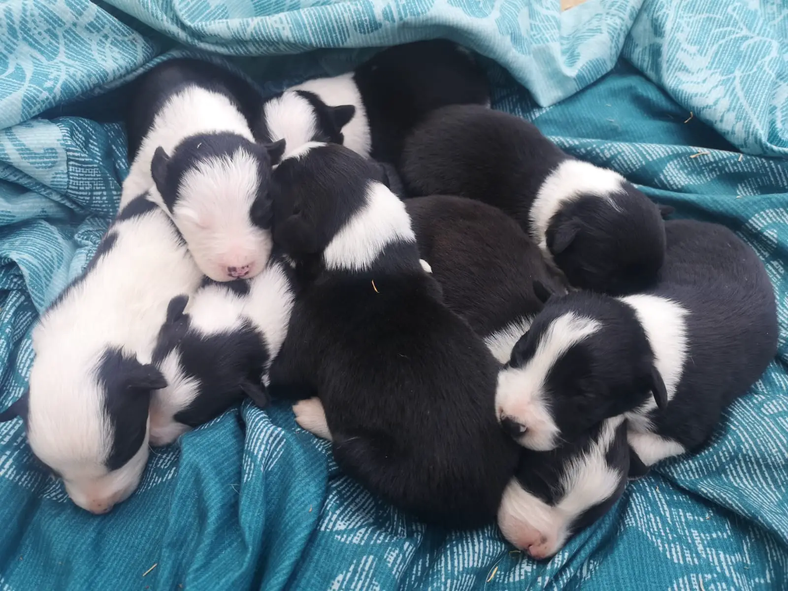 Collie Puppies in Mpumalanga (18/09/2021)