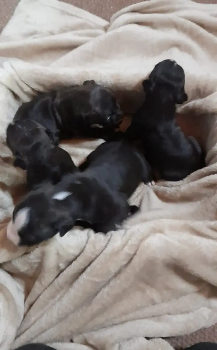 Staffie Puppies in East Rand (09/09/2021)