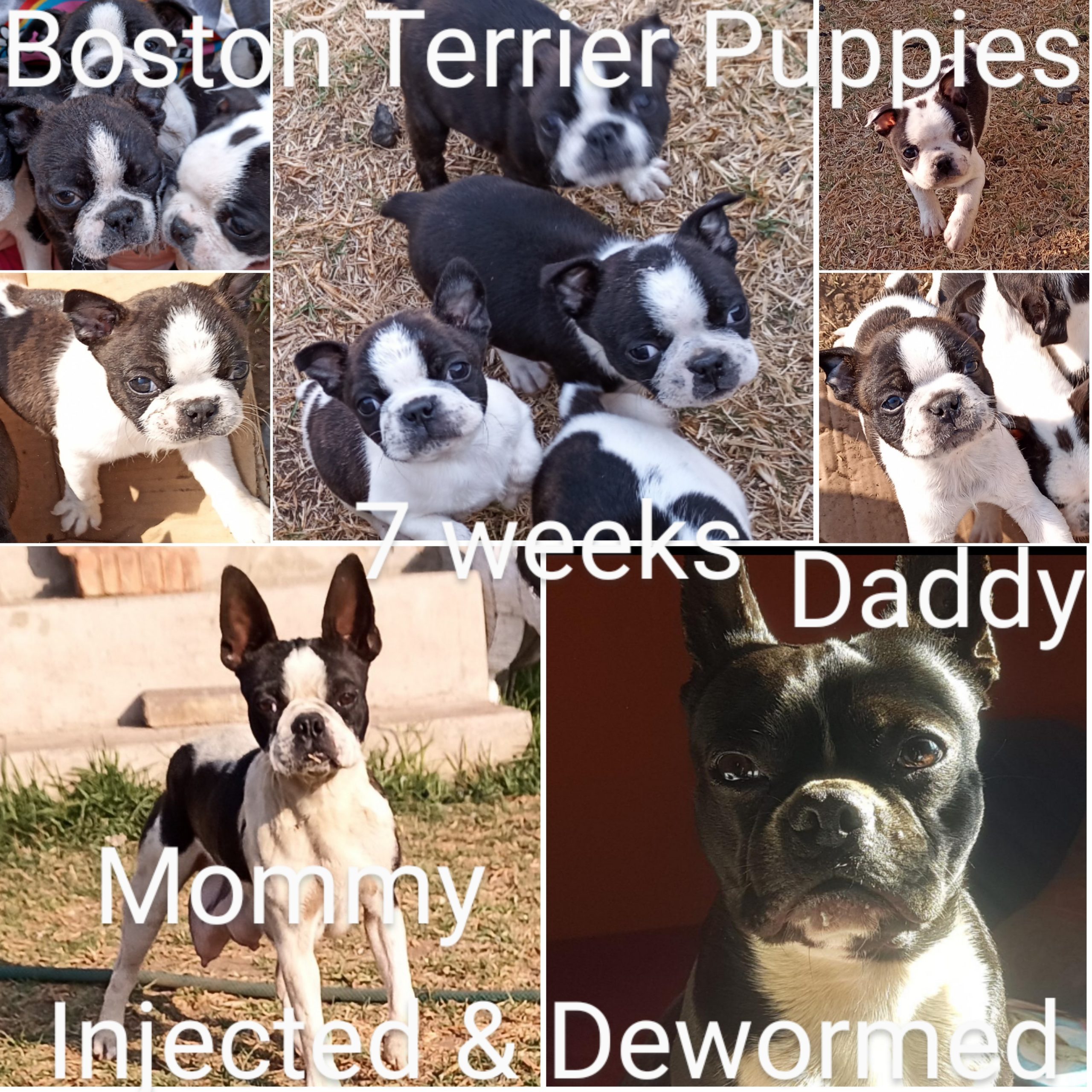 Boston Terrier Puppies in Other (26/09/2021)