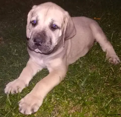 Boerboel Puppies in Cape Town (28/09/2021)