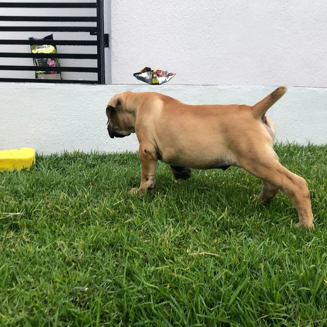 Boerboel Puppies in Cape Town (20/09/2021)