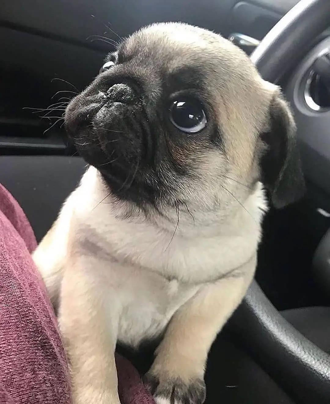 Pug Puppies in Brits (20/09/2021)
