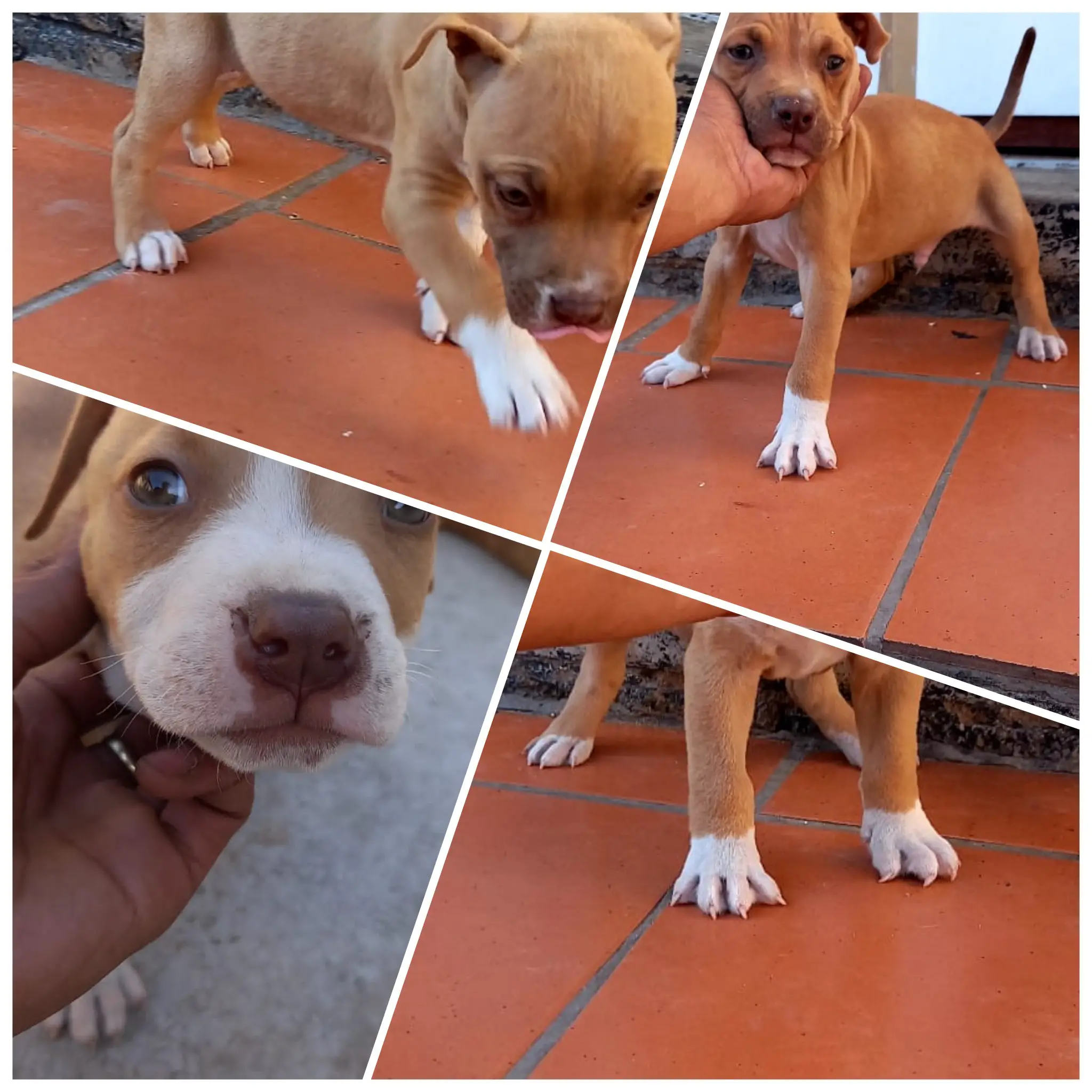 Pitbull Puppies in Johannesburg (09/10/2021)