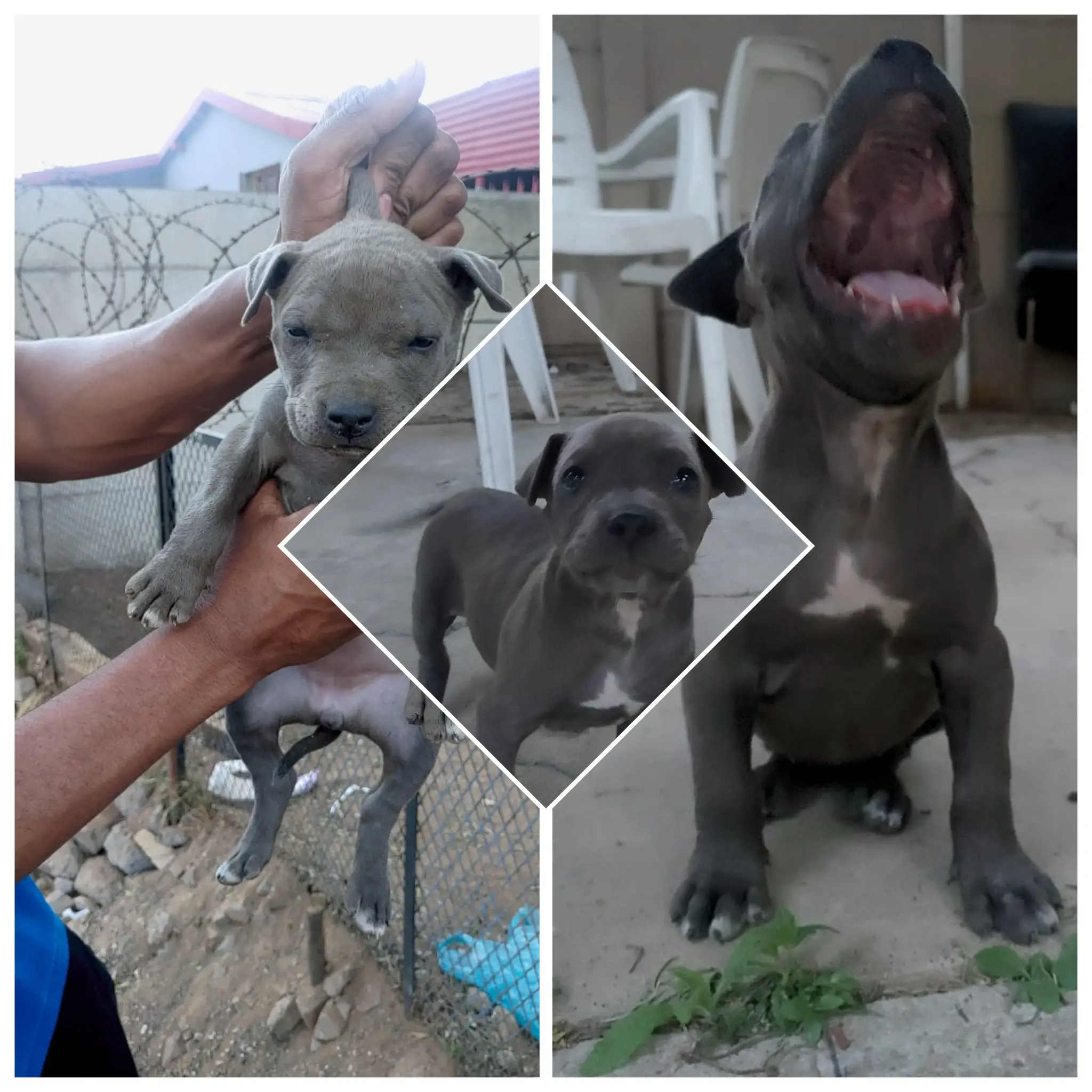 Pitbull Puppies in Johannesburg (19/10/2021)